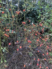 Rosa nutkana