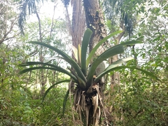 Vriesea gigantea
