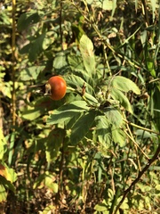 Rosa nutkana