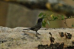 Knipolegus striaticeps
