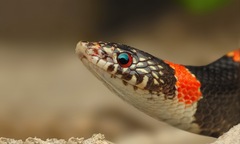 Rhinocheilus lecontei