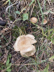 Agaricomycotina