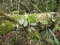 Acianthera