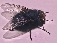 Calliphora vomitoria