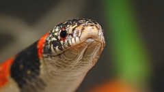 Rhinocheilus lecontei