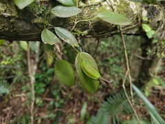 Acianthera