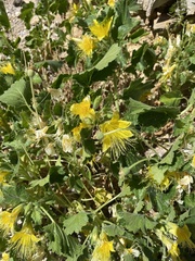 Eucnide bartonioides