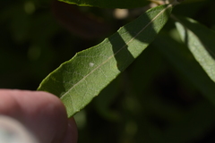 Salix humilis
