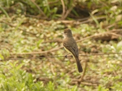 Myiarchus