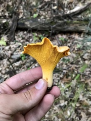 Cantharellus