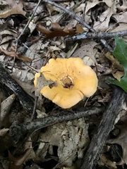 Cantharellus
