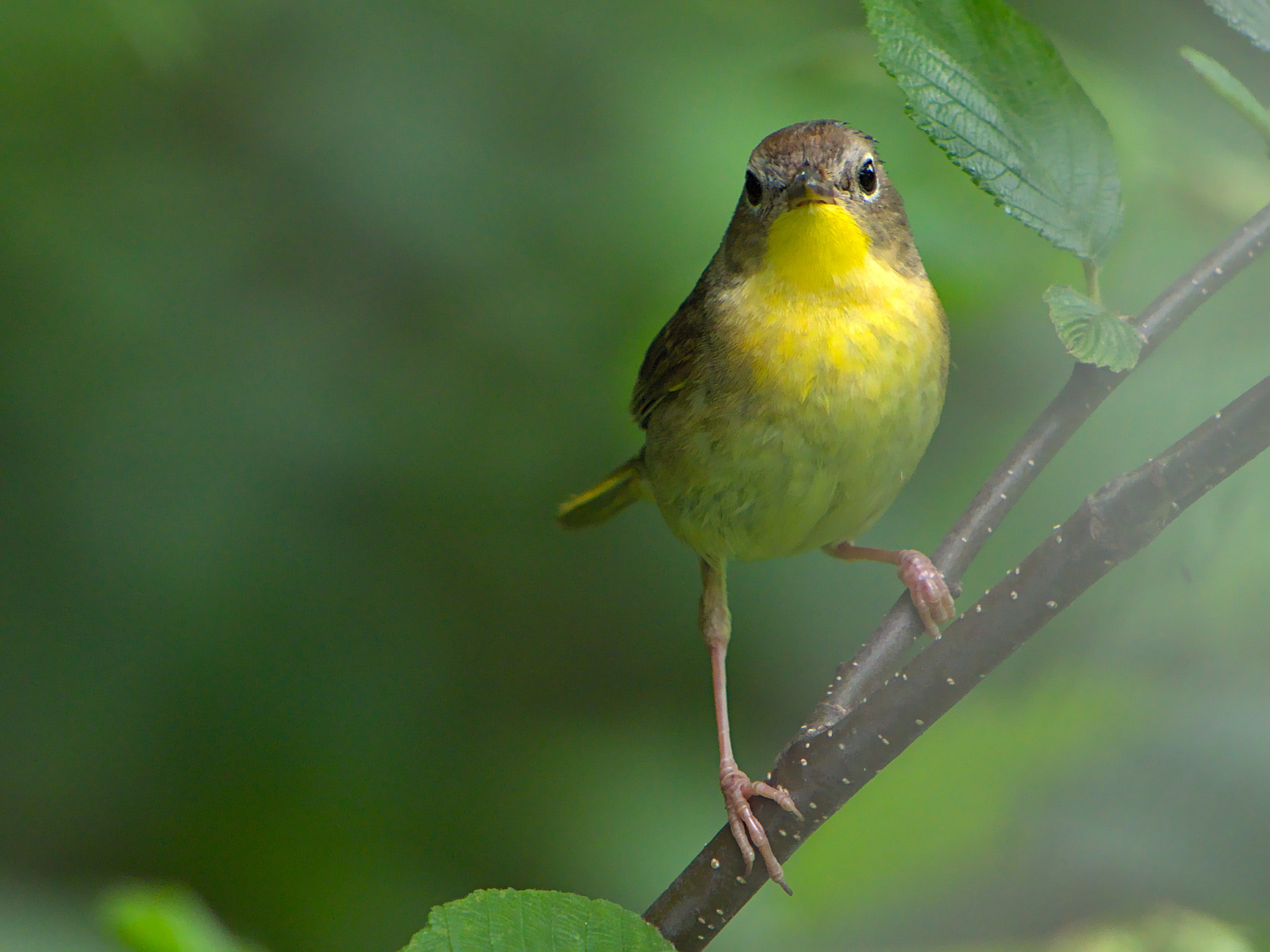 Common Yellowthroat (Geothlypis trichas)
