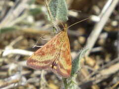 Pyrausta subsequalis