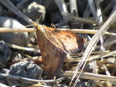 Pyrausta subsequalis