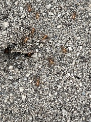 Solenopsis xyloni
