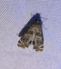 Petrophila jaliscalis