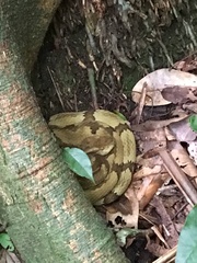 Bothrops jararaca
