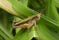 Orphulellini