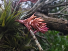 Tillandsia geminiflora