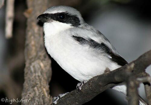 Loggerhead Shrike