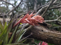 Tillandsia geminiflora