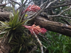 Tillandsia geminiflora