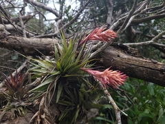 Tillandsia geminiflora