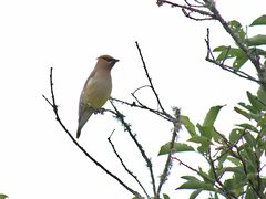 Bombycilla cedrorum image