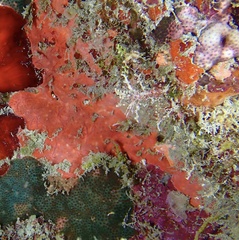 Spirastrella coccinea