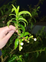 Cestrum nocturnum