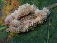 Callirhytis piperoides