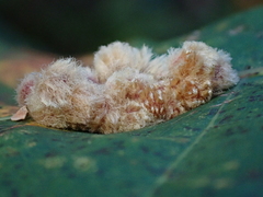 Callirhytis piperoides