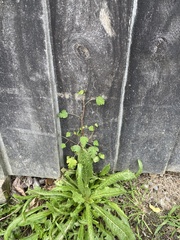 Plagianthus regius