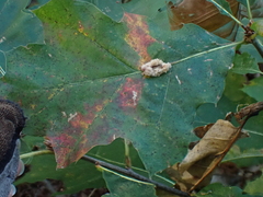 Callirhytis piperoides