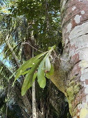 Catasetum integerrimum