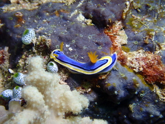 Chromodoris annae