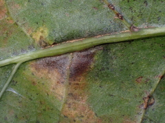 Callirhytis piperoides