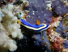 Chromodoris annae