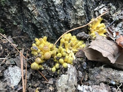 Armillaria mellea