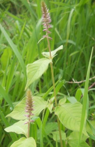 Achyranthes aspera var. sicula image