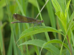 Calopteryx aequabilis