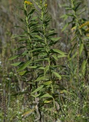 Solidago missouriensis