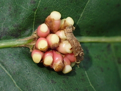 Kokkocynips decidua
