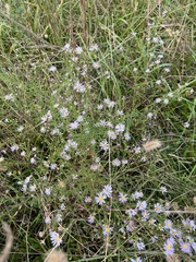 Symphyotrichum dumosum