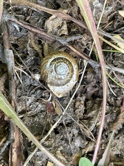 Allogona ptychophora