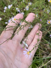Symphyotrichum dumosum