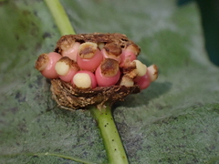Kokkocynips decidua