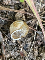 Allogona ptychophora