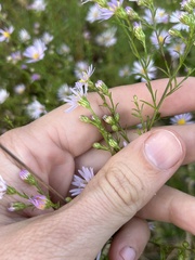 Symphyotrichum dumosum