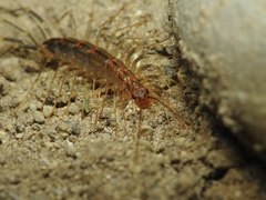 Scutigeridae
